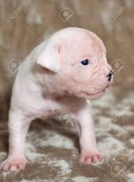 Funny White American Bulldog Puppies On Light Background Stock Photo Picture And Royalty Free Image Image 84726676