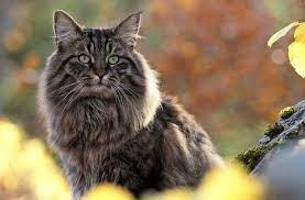 norwegische waldkatze steckbrief mein haustier