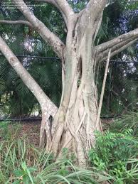 Whether you want to learn more about your local flora or identify one tree in particular, it can be difficult knowing where to start. Plant Identification Closed Ficus Trees South Florida 2 By Brajesh