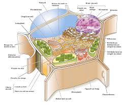 Maybe you would like to learn more about one of these? May 2011 Swahili Cell Structure Biology