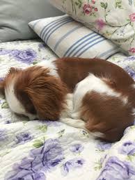 Former labour communications chief, his partner and their daughter discuss the impact of his mental health on their. Alastair Campbell On Twitter Skye Resting Up Before Her First Political March Wooferendum Humans And Dogs Unite Against The Brexit Dog S Dinner Https T Co 8ipuh8iwgm