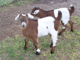 Myontonic Buck W Nubian Doe These Guys Are Just 3 Weeks Old In This Pic