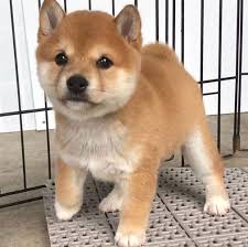 Finding the right chihuahua puppy for sale isn't always an easy or simple thing. Cute Shiba Inu Puppy Store Home Facebook