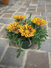 Gazania /ɡəˈzeɪniə/ is a genus of flowering plants in the family asteraceae, native to southern africa. Yellow Flame