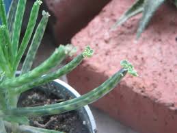 Image result for Kalanchoe lanceolata