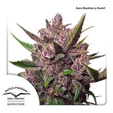 This is a great auto strain that combines awesome genetics. Auto Blackberry Kush Dutch Passion Zamnesia
