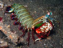 A mantis shrimp's carapace (the hard, thick shell that covers crustaceans and some other species) covers only the. Peacock Mantis Shrimp Odontodactylus Scyllarus Mantis Shrimp Colorful Fish Deadly Animals