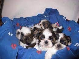 My shih tzu puppies have a health. Vogue Shih Tzu Puppies North Carolina Home Facebook