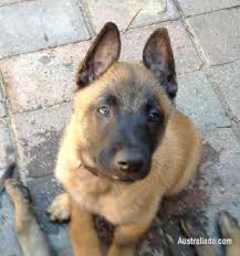 Malinois dogs serve as sentries, trackers, and scouts in the royal australian air force, navy seals, and oketz. Belgian Shephard Malinois Male Puppy Dogs Puppies For Sale In Perth Western Australia Australiada Com Mobile 5011