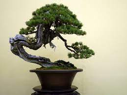 Thanks to their small size, they fit into any space without being obtrusive. Types Of Bonsai Trees Bonsai Tree Types Japanese Bonsai Tree Indoor Bonsai Tree