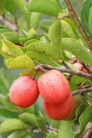 Image result for Ximenia afra