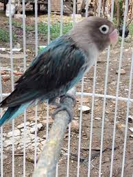 Agar tak melulu mengeluarkan uang untuk memelihara banyak lovebird, mengapa kamu tidak mencoba menernaknya? Cara Merawat Lovebird Umur 2 Bulan Sampai 3 Bulan Agar Ngekek Panjang Peternakan Dan Perkebunan