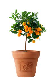It should contain adequate amounts of organic matter to hold. Orange Tree Container Gardening Best Orange Trees For Pots