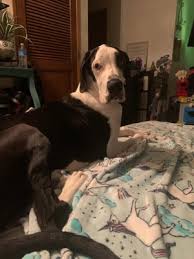 Our veterinary clinic at banfield pet hospital provides the best vet care for your cat, dog or other pet. Sno King Veterinary Clinic 45 Reviews Veterinarians 15430 Hwy 99 Lynnwood Wa Phone Number Yelp