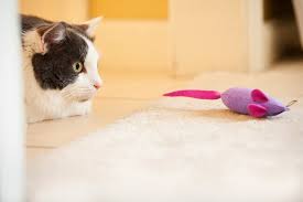 I would whole heartedly recommend them. Wellness Services The Pets Place Animal Hospital Riverside Ca