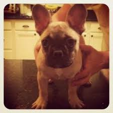 French bulldogs must not be neglected; Adopt Sofie On Petfinder French Bulldog French Bulldog Dog Dogs