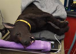 Learn what cat euthanasia involves, how to decide if it is time to put your cats to sleep, the cost of having your feline friend euthanized, and. Human Pain Medications Are Toxic To Animals Vet Mississauga