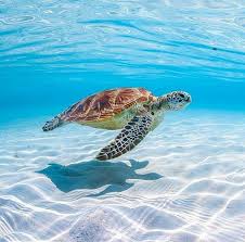 Sea Turtle Beautiful Sea Creatures Sea Turtle Pictures Underwater Animals