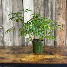Image result for Schefflera