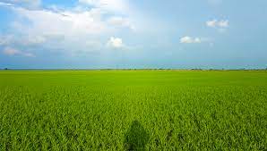 Bangkai keong dan kepiting dibiarkan membusuk hingga memancing walang sangit mendekat dan berkumpul. Sekinchan Di Antara Sawah Padi Dan Mengejar Kelip Kelip Eztakaful