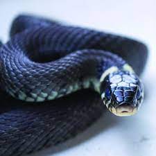 Most spiders are predators that feed on insects and even other spiders. Black Snakes Catseye Pest Control