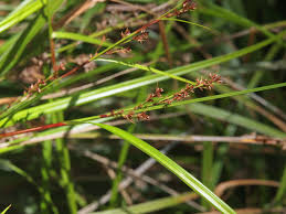 Image result for Scleria