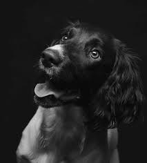 Dog welfare and handling whilst at assessment all detector canines must: Detection Dog Training And Detection Dogs Dog Training Brisbane