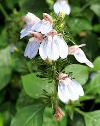 Image result for Justicia petiolaris