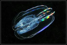 Image result for Belonophora