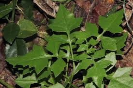 Image result for Solanecio