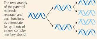 By enabling player identifier, you'll know the real person behind the nickname in your game. Unit 9 Dna Replication Flashcards Quizlet