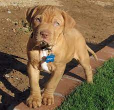 5 to 7 puppies (approximately). What A Face Pitbull Mastiff Mix Mastiff Mix Pitbull Mastiff