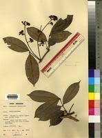 Image result for Anthonotha macrophylla