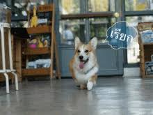 Our collection of happy birthday pictures can be a source of inspiration for your own wishes and an affectionate introduction to a friend's special day. Happy Birthday Corgi Gifs Tenor