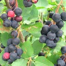 Epingle Sur Arbres Fruitiers
