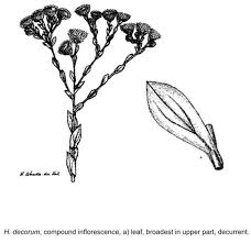 Image result for Helichrysum decorum