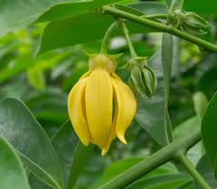 Image result for Artabotrys hexapetalus