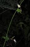 Image result for Ceropegia arenarioides