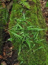 Image result for Asplenium