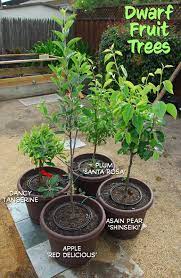 Trees, trees, trees… what about us?! Pin On Fruit Trees