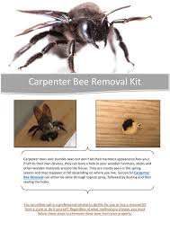These insects rarely dwell at shadowy side of the house. Carpenter Bee Removal Kit By Urbanwildlifecontrol Issuu