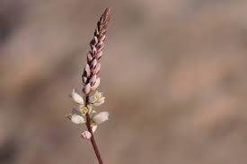 Image result for Polygala arenicola