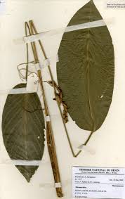 Image result for Marantochloa purpurea