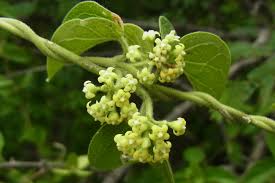 Image result for Secamone