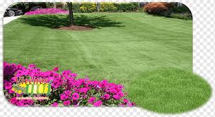 It has less insect and disease problems as. Lawngrass Png Images Pngwing