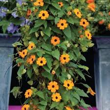 Image result for Thunbergia