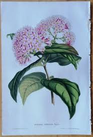 Image result for Rogiera cordata