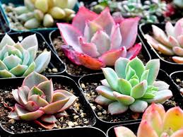 No hay duda de que los cactus están de moda y más cuando hablamos en temas de decoración. Como Hacer Sustrato Casero Para Suculentas Plantas Suculentas
