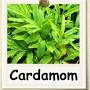 Cardamom how to grow from www.heirloom-organics.com