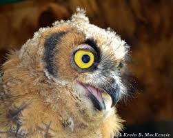 Will a great horned owl take a cat? The Great Horned Owl Greatest Adirondack Predator The Adirondack Almanack